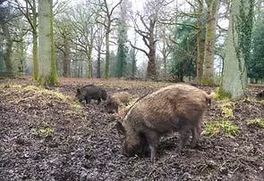 Ed Drewitt Wildlife  Walks - Gloucestershire