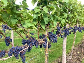White Castle Vineyard - Monmouthshire