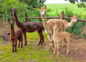 Brock Moorhead - Alpaca Walking